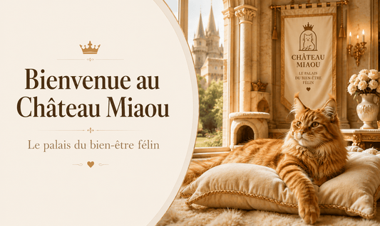 Bienvenue au Château Miaou, le palais du bien être félin - Château Miaou